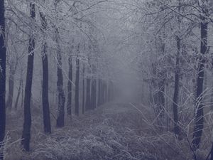 Preview wallpaper fog, forest, frost, branches, trees, grass