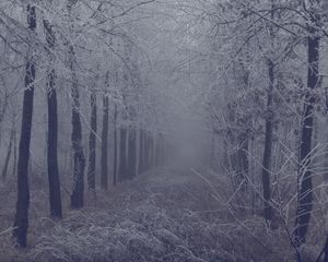 Preview wallpaper fog, forest, frost, branches, trees, grass