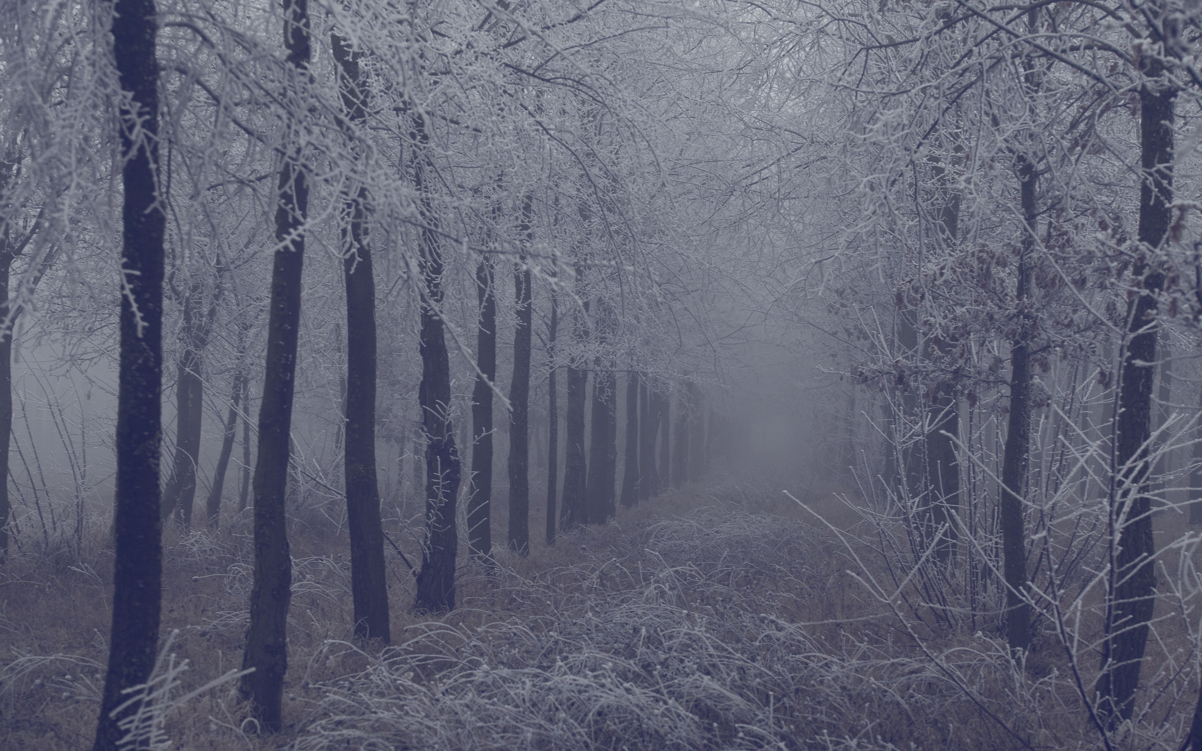 Фф и в морозном лесу навеки останусь. Мрачный лес зимой. Мрачные деревья зимой. Заснеженный лес в тумане. Туманный зимний лес.