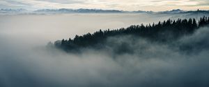 Preview wallpaper fog, forest, landscape, nature