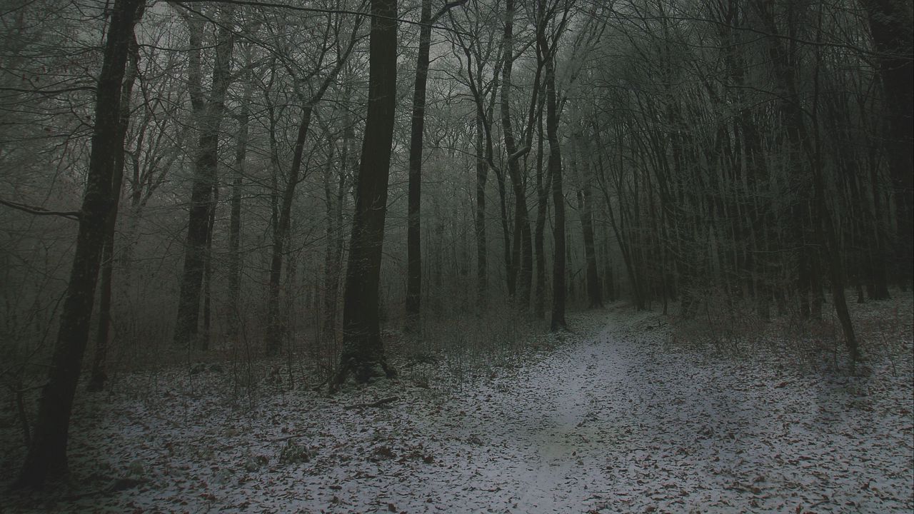 Wallpaper fog, forest, path, snow, autumn, winter