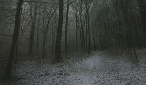 Preview wallpaper fog, forest, path, snow, autumn, winter