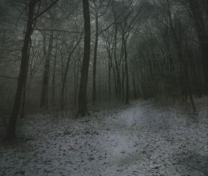Preview wallpaper fog, forest, path, snow, autumn, winter