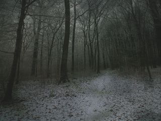 320x240 Wallpaper fog, forest, path, snow, autumn, winter