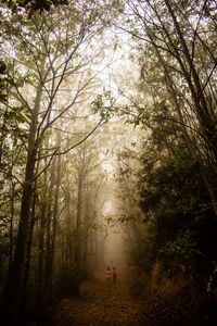 Preview wallpaper fog, forest, path, children, walk