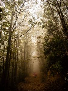 Preview wallpaper fog, forest, path, children, walk