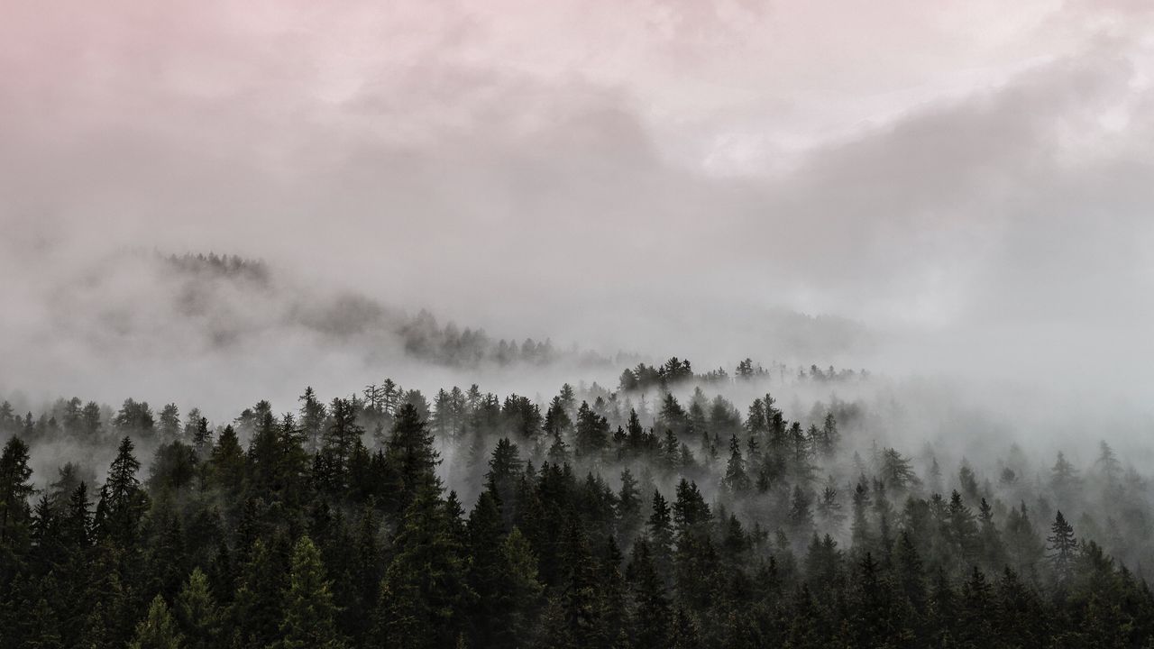 Wallpaper fog, forest, pink