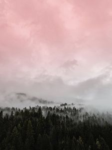 Preview wallpaper fog, forest, pink