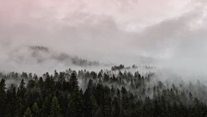 Preview wallpaper fog, forest, pink