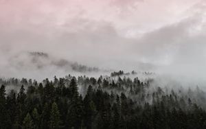 Preview wallpaper fog, forest, pink