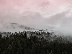 Preview wallpaper fog, forest, pink