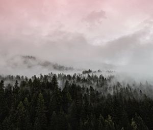 Preview wallpaper fog, forest, pink