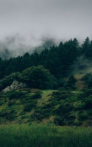 Preview wallpaper fog, forest, trees, grass, green