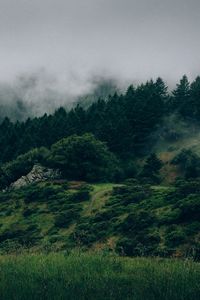 Preview wallpaper fog, forest, trees, grass, green