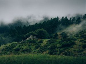 Preview wallpaper fog, forest, trees, grass, green