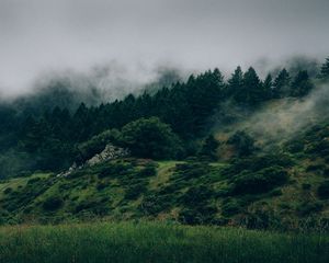 Preview wallpaper fog, forest, trees, grass, green