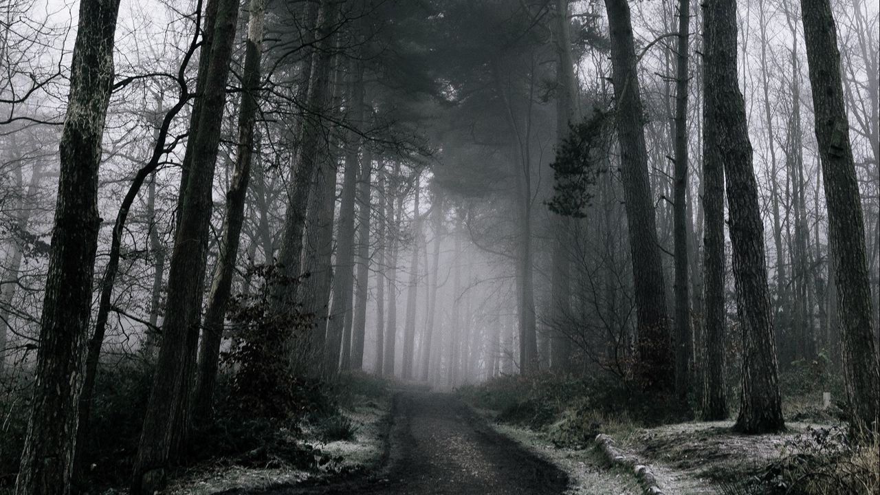 Wallpaper fog, forest, trees, winter, snow, branches, dark