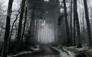 Wallpaper fog, forest, path, snow, autumn, winter hd, picture, image