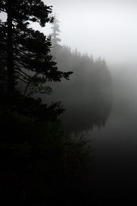Preview wallpaper fog, forest, trees, shore