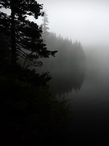 Preview wallpaper fog, forest, trees, shore