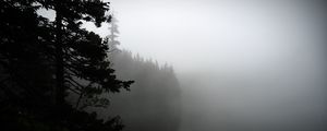Preview wallpaper fog, forest, trees, shore