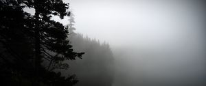 Preview wallpaper fog, forest, trees, shore