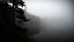 Preview wallpaper fog, forest, trees, shore