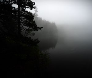 Preview wallpaper fog, forest, trees, shore