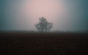 Preview wallpaper fog, gloomy, tree