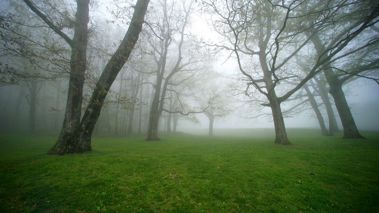 Wallpaper fog, grass, trees, morning, humidity