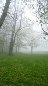 Preview wallpaper fog, grass, trees, morning, humidity