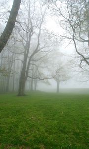 Preview wallpaper fog, grass, trees, morning, humidity