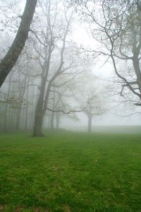 Preview wallpaper fog, grass, trees, morning, humidity