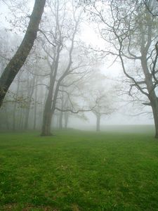 Preview wallpaper fog, grass, trees, morning, humidity