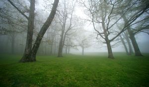 Preview wallpaper fog, grass, trees, morning, humidity