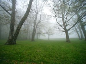 Preview wallpaper fog, grass, trees, morning, humidity