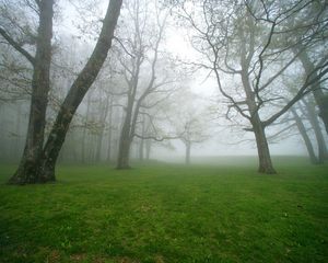 Preview wallpaper fog, grass, trees, morning, humidity