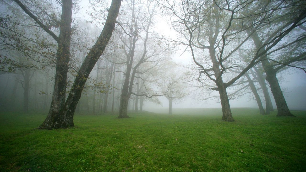 Wallpaper fog, grass, trees