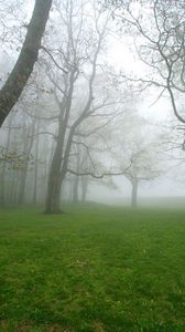 Preview wallpaper fog, grass, trees