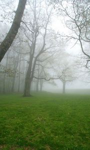 Preview wallpaper fog, grass, trees