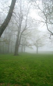 Preview wallpaper fog, grass, trees