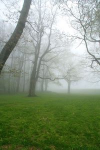 Preview wallpaper fog, grass, trees