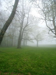 Preview wallpaper fog, grass, trees