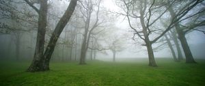 Preview wallpaper fog, grass, trees