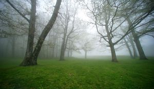 Preview wallpaper fog, grass, trees