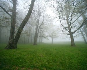 Preview wallpaper fog, grass, trees