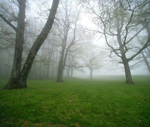 Preview wallpaper fog, grass, trees