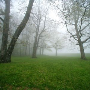 Preview wallpaper fog, grass, trees