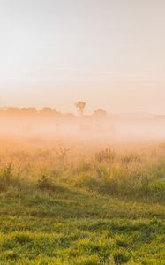 Preview wallpaper fog, grass trees, sky