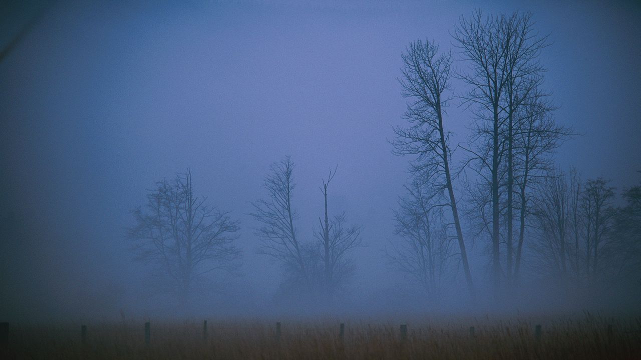 Wallpaper fog, haze, veil, trees, field, evening